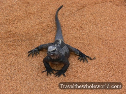 Galapagos Marine Iguana