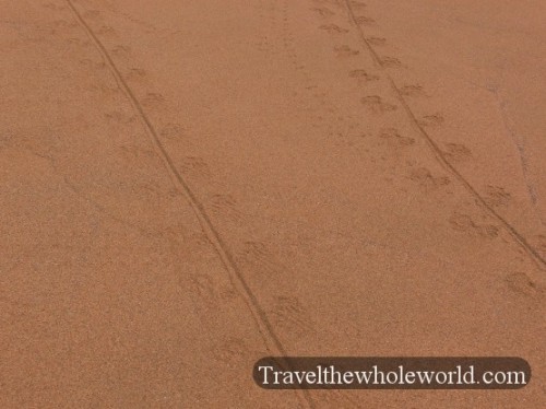 Galapagos Marine Iguana Tracks