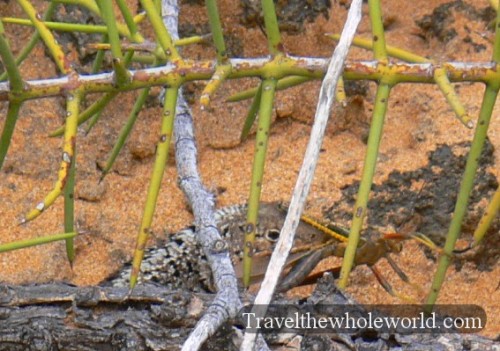 Galapagos Lizard Eating Grasshopper