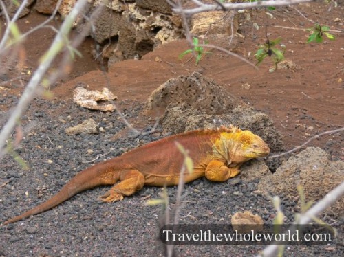 Galapagos-Lizard-Iguana