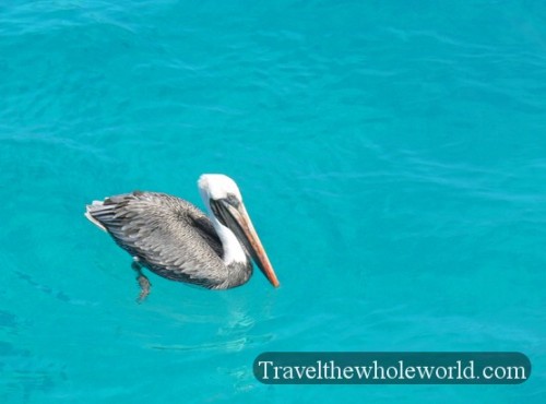 Galapagos Pelican