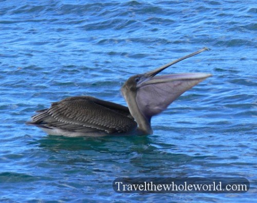 Galapagos Pelican Eating