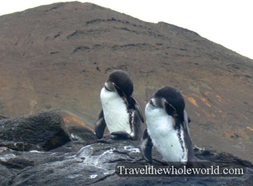 Galapagos Penguins