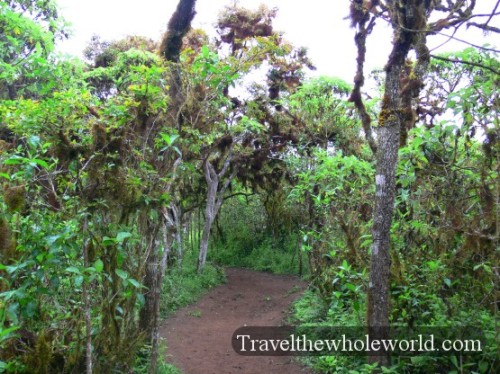 Galapagos Rainforest Path