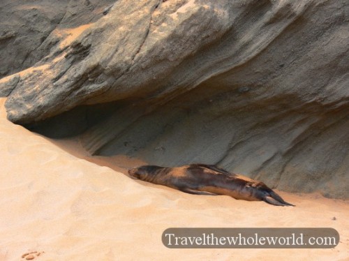 Galapagos Sleeping Sea Lion