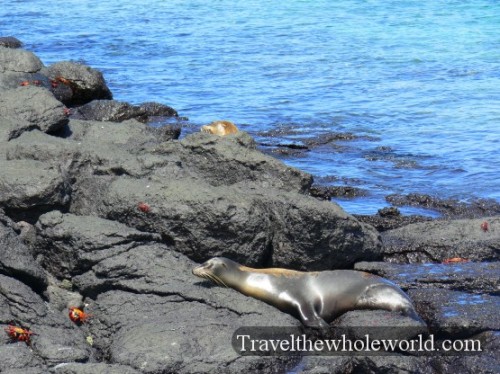 Galapagos Seal