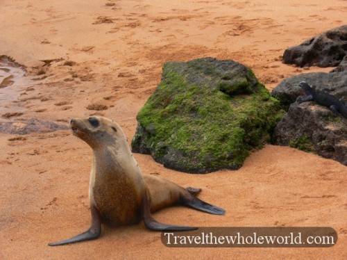 Galapagos Seal Standing