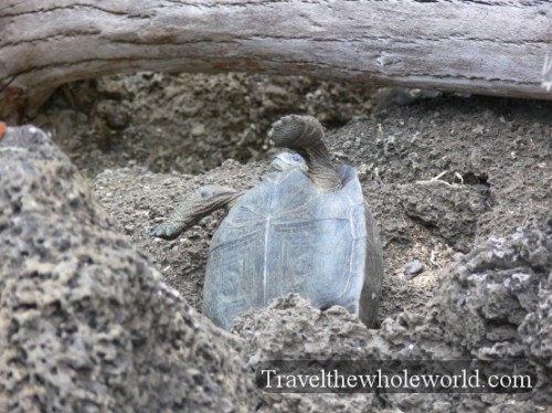 Galapagos Baby Tortoise Falling