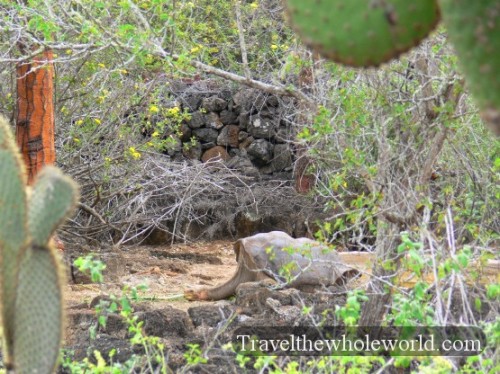 Galapagos George Tortoise