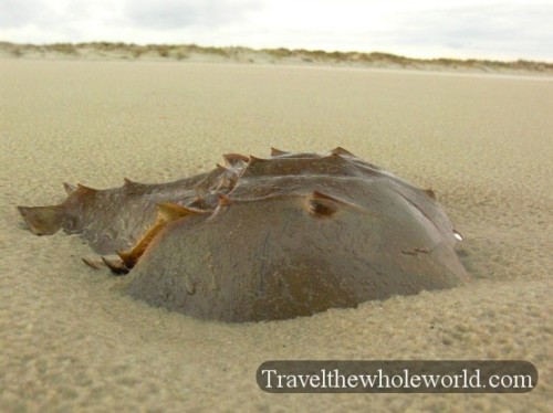 Georgia Cumberland Island Horseshoe Crab Shell