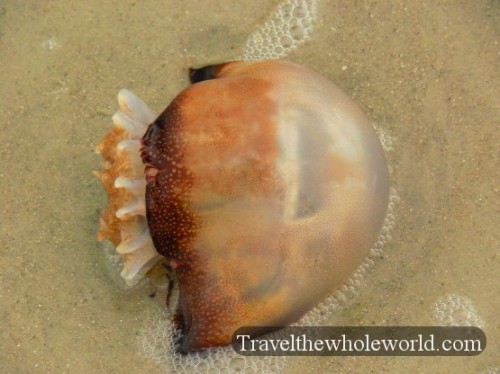 Georgia Cumberland Island Jellyfish