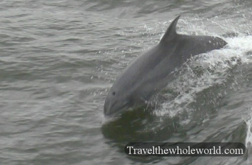 Georgia Cumberland Island Dolphin