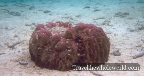 Guam Ocean Eye Coral