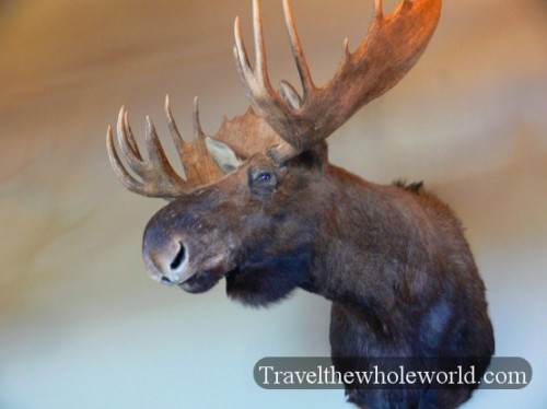 Idaho Moose Head