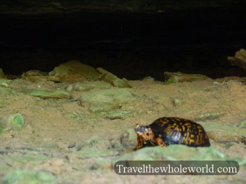 Illinois Box Turtle