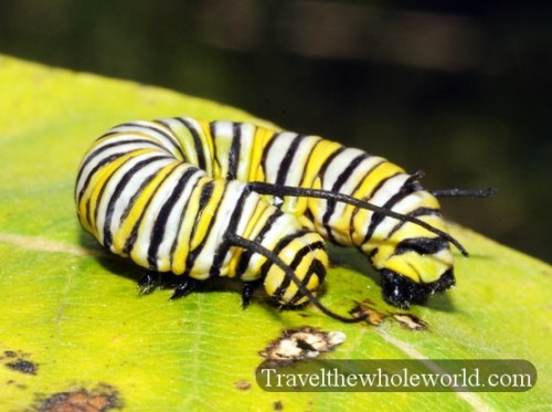 Iowa Neal Smith Wildlife Monarch Caterpillar