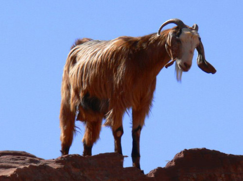 Jordan Petra Goat