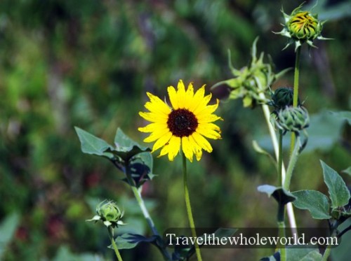 Kansas Tallgrass Prairie Wildflower