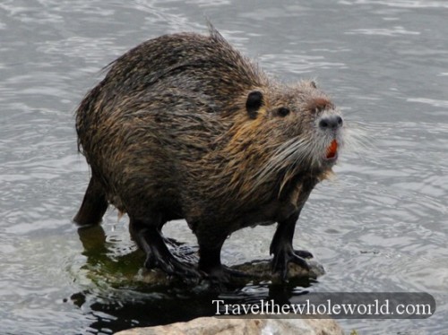Louisiana Wildlife Beaver