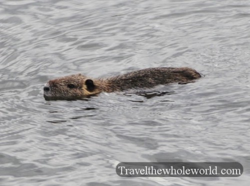 Louisiana Wildlife Beaver Swimming