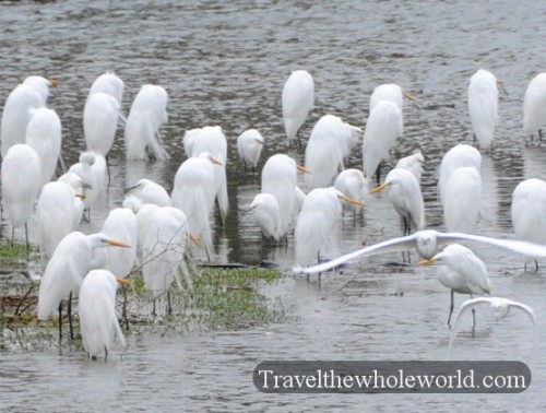 Louisiana Wildlife Egrets