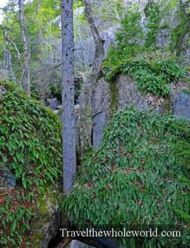 Maine Acadia National Park Ivy