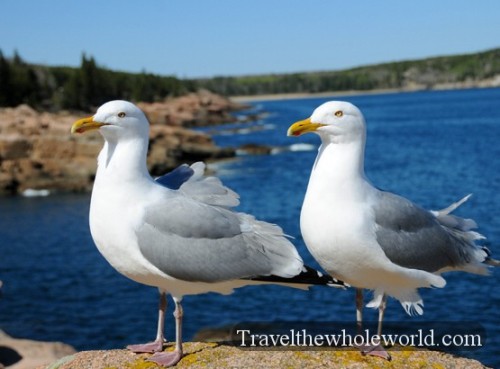 Maine Acadia Seagulls