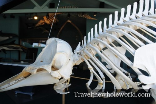 Maine Bar Harbor Whale Museum