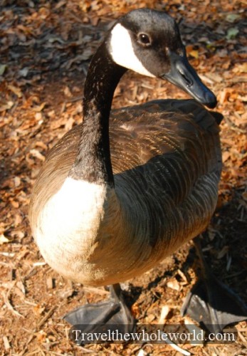 Maryland Great Falls Canadian Goose