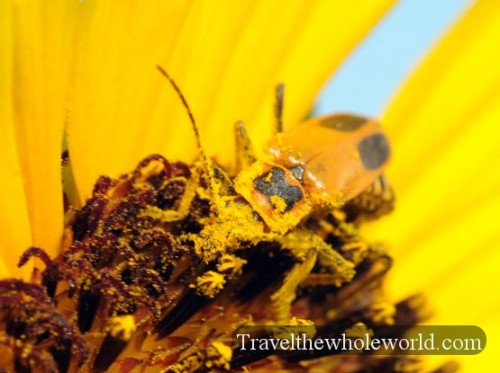 Nebraska Compass Flower Beetle