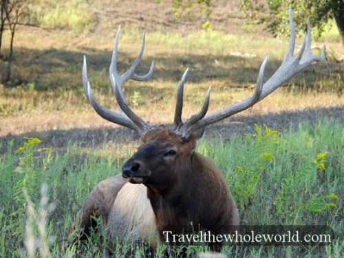 Nebraska Safari Elk