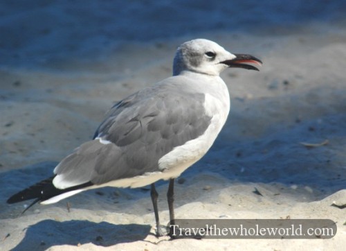 New Jersey Atlantic City Gull