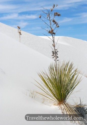 New Mexico White Sands Cactus