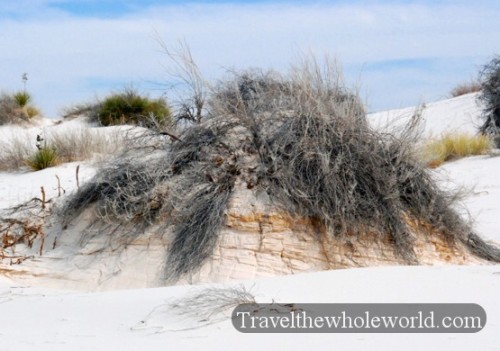 New Mexico White Sands Dead Plants