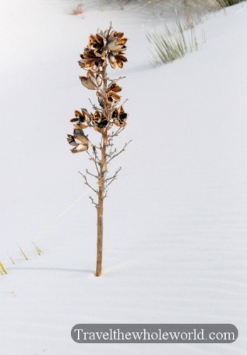 New Mexico White Sands Plant