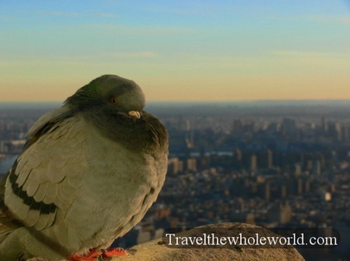 New York City Pigeon