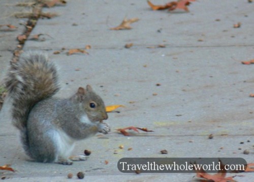 New York City Squirrel