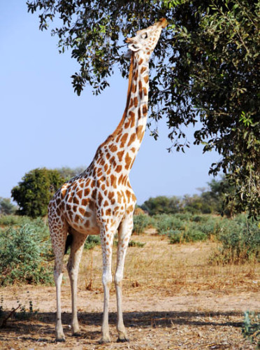 Niger Giraffe