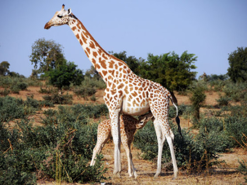 Niger Giraffe Feeding