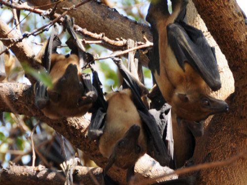 Niger Niamey Fruit Bats