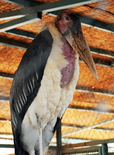 Niger Niamey Zoo Big Bird