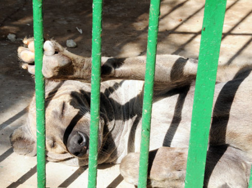 Niger Niamey Zoo Hyena