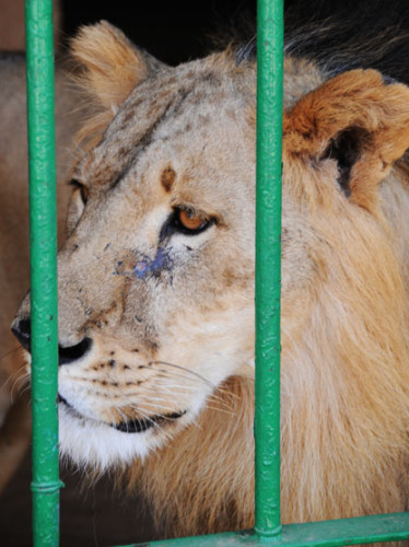 Niger Niamey Zoo Lion