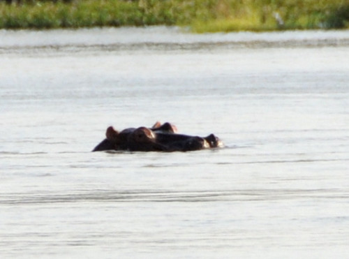 Niger River Hippo