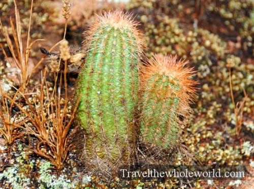 Oklahoma Cactus