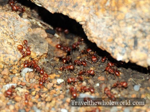 Oklahoma Wichita Mountains Ants