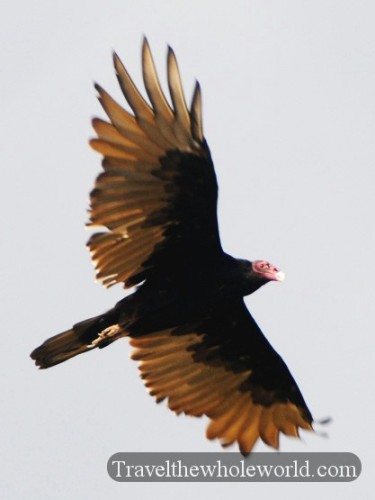 Oklahoma Wichita Mountains Vulture