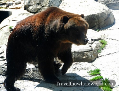 Sioux Falls Zoo Brown Bear