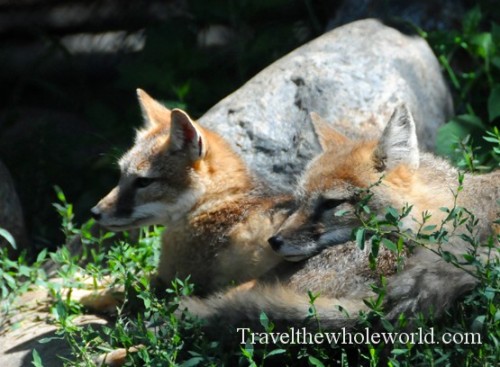 South Dakota Sioux Falls Zoo Foxes