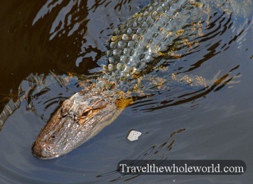 South_Carolina_Alligator_Swimming